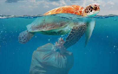 Új környezetvédelmi szabályok: kötelező környezetvédelmi felelősségbiztosítás 2024-től